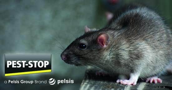 Živolovná pasca na potkany PEST-STOP Rat Cage – Obrázok 8